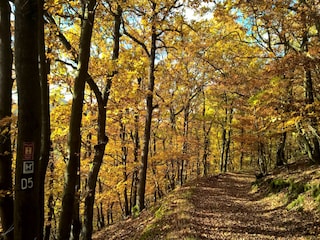 Ferienhaus Hallenberg Umgebung 27