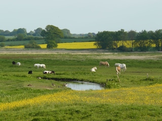 Naturschutzgebiet am Haus