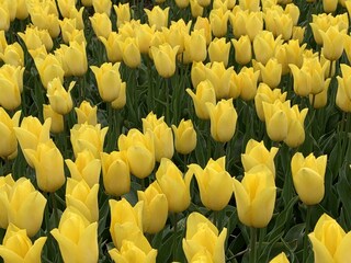 Casa per le vacanze Julianadorp Ambiente 22