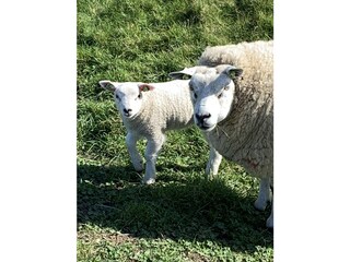 Casa per le vacanze Julianadorp Ambiente 23