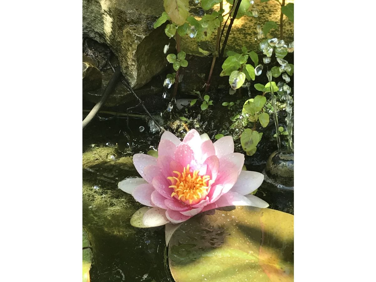 Seerose in unserem kleinen Teich