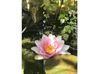 Water lily in our small pond