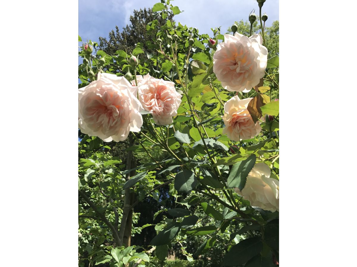 Wunderschöne englische Rosen im Garten