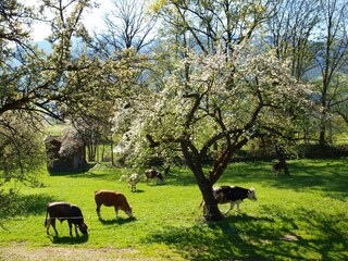 Casa de vacaciones Hart Grabación al aire libre 5