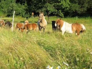 Apartment Frankenau Umgebung 22