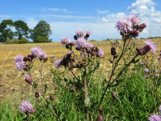 Casa per le vacanze Kägsdorf  45