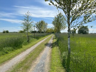 Birken Allee zum Haus