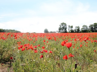 Nationalpark Jasmund im Juni