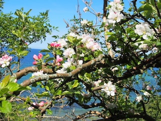 Frühsommer an der Ostsee