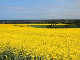 Rapsblüte an der Ostsee