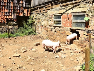 Appartement Frankenau  40