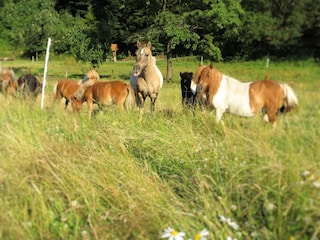 Apartment Frankenau Umgebung 22