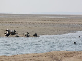 Ferienwohnung Wyk auf Föhr Umgebung 22