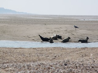 Ferienwohnung Wyk auf Föhr Umgebung 21