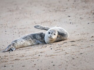 Seehunde im Watt vor Minsener Oog