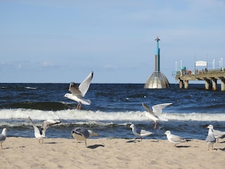 Genießen Sie die Ostsee mit ihrer einzigartigen Natur