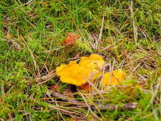 Gute Möglichkeiten zum Pilze suchen