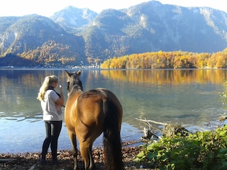 Der Hallstätter See mit einem schönen Pferd im Herbst