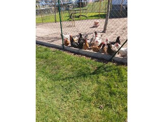 Vakantieappartement Labaroche Buitenaudio-opname 4