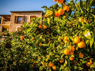 Tenuta Can Picafort Ambiente 32