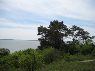 Blick vom Wald aufs Meer