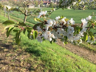 Frührjahr in der Rhön