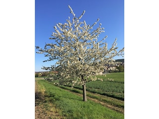 Frühjahr in der Rhön