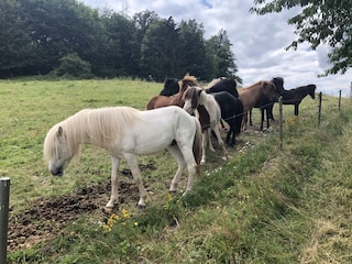 Pferde in den schwarzen Bergen