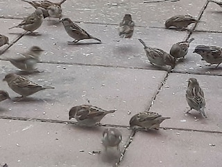 Spatzen auf der Terrasse