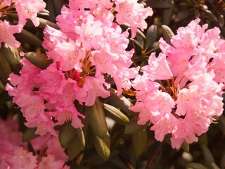 Casa per le vacanze Carolinensiel Registrazione all'aperto 4