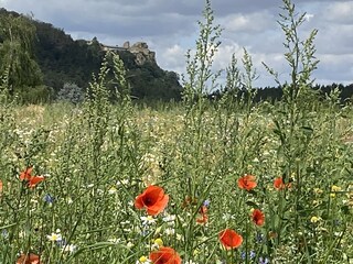 Casa per le vacanze Ilsenburg Ambiente 9