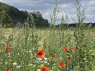 Maison de vacances Ilsenburg Environnement 9