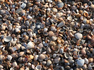 Villa Kamperland Ambiente 18