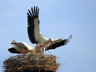 Bislicher Insel