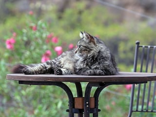 Unser Hauskater Haakon