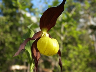 Frauenschuh, die Blume aus dem Klausbachtal