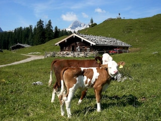 Auf der Kahlbrunnalm