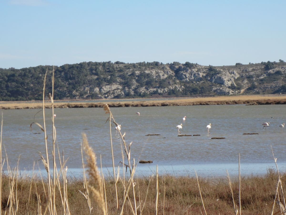 Die Flamingos in den Salzwasserlagunen