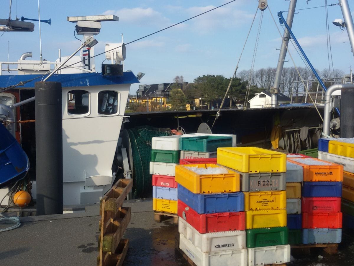 Frischer Fisch im Hafen