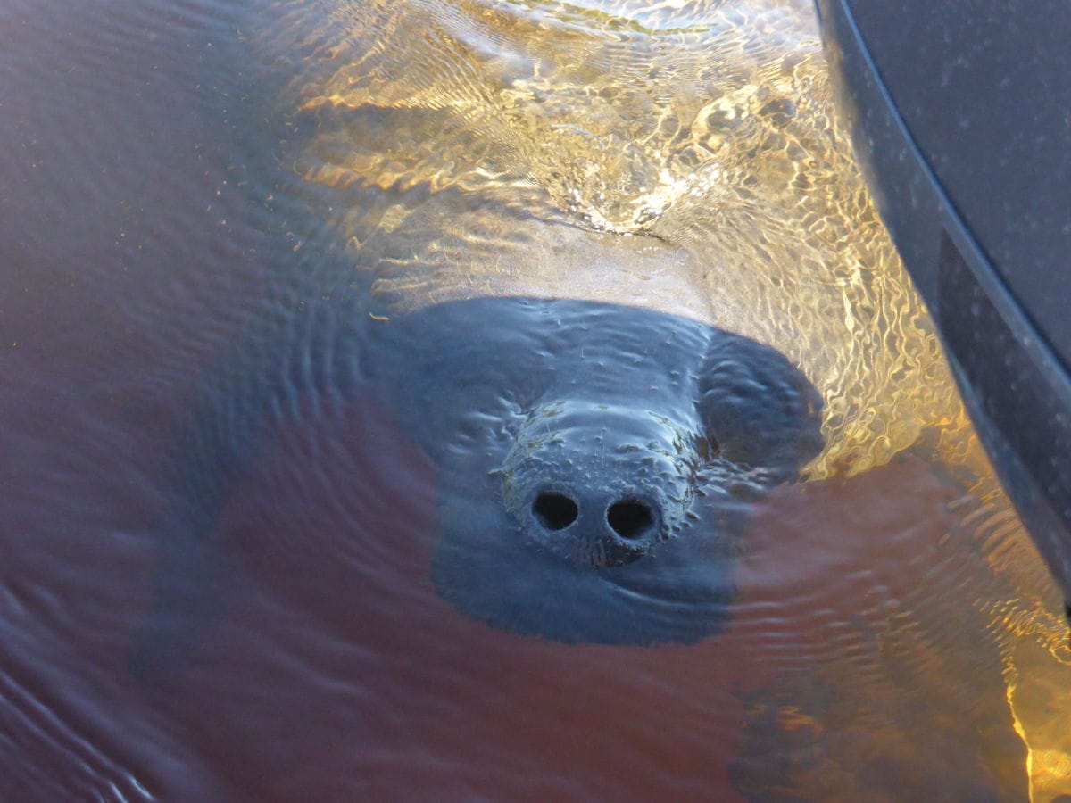 Ein Manatee am Boot