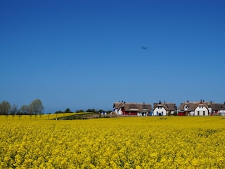 Reethausgebiet De Poeler Drift zur Rapsblüte