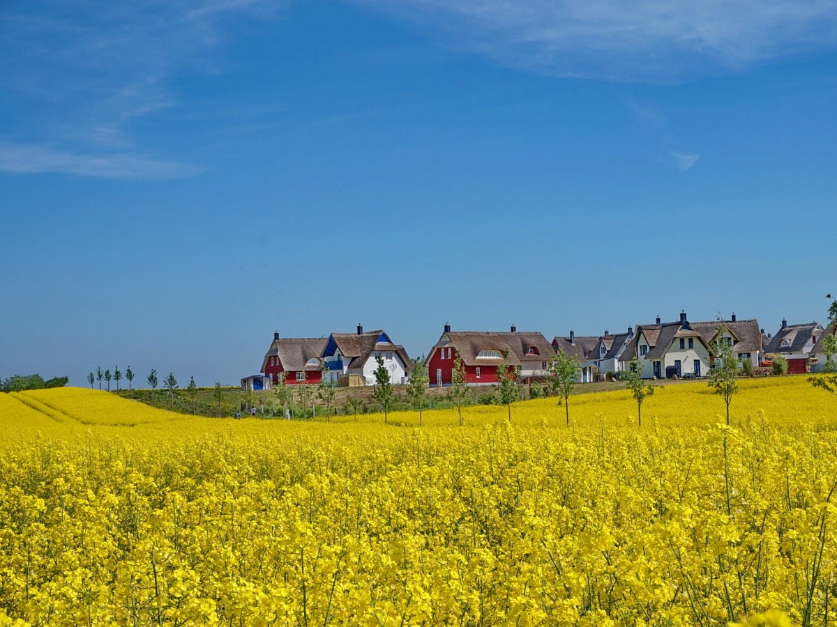 Reethausgebiet De Poeler Drift zur Rapsblüte