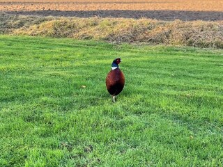 Ferienhaus Tåsinge  31