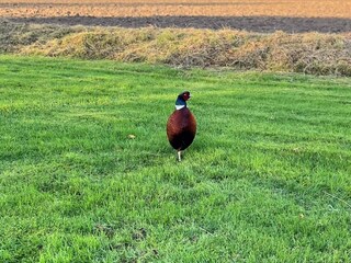 Ferienhaus Tåsinge  30
