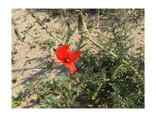 Casa per le vacanze Manduria Ambiente 23