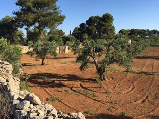 Casa per le vacanze Manduria Caratteristiche 20