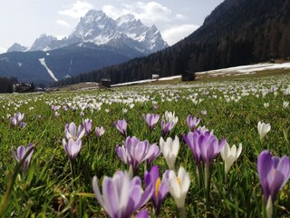 Spring awakening