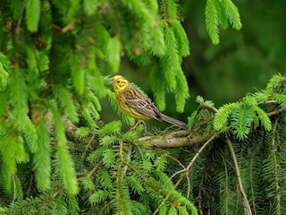 Ferienhaus Hovborg  18