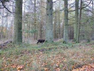 Ferienhaus Hovborg  20