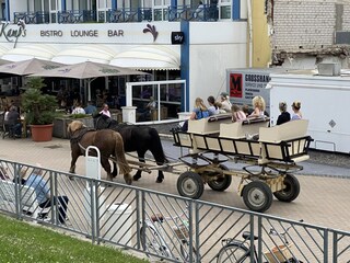 Kutschfahrt Neuwerk